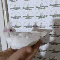 عروس هلندی سرلاکی نرمخور دونخور دستی نرماده بالغ|پرنده|شیراز, پودنک|دیوار