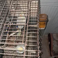 طوطی هلندی|پرنده|اندیمشک, |دیوار