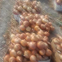 پیاز زرد سوپر فلات