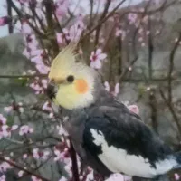 پرنده گمشده