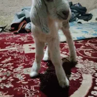 فروش کره|حیوانات مزرعه|زارچ, |دیوار