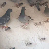 کفتر جوجه پلاکی|پرنده|شیراز, پانصد دستگاه ارتش|دیوار