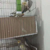 پرنده|پرنده|اهواز, معین زاده|دیوار