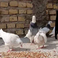 طوقی کبوتر طوققی|پرنده|یزد, |دیوار