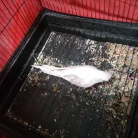 عروس هلندی|پرنده|خرمشهر, |دیوار