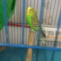 مرغ‌‌عشق‌باتخم