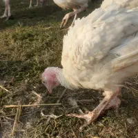 بیوتی۶ حراج