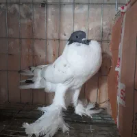 فروش کبوتر زینتی