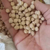 نخود دالاهو