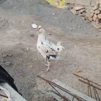 مرغ گلین|حیوانات مزرعه|انبارآلوم, |دیوار