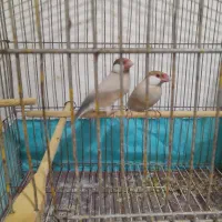 جفت فنچ نرگسی