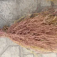 جارو محلی|لوازم نظافت|نهاوند, |دیوار