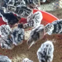 جوجه بوقلمون  ۱ روزه قیمت دونه ای۲۹۰ تومن