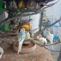 عروس هلندی.مرغ عشق