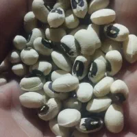 لوبیافروشی