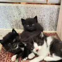 بچه گربه
