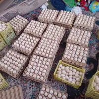 تخم اردک پکنی و محلی نطفه دار خوراکی
