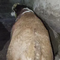 فروش دو عدد گوساله نر سیمیتال پروارشده