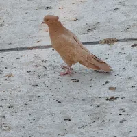 کبوتر یا کفتر