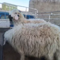 فروش ۷ راس بز و یک راس کولار ماده