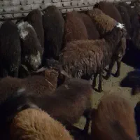 ۱۸عدد بره ۱۰تا ماده ۸تا نر|حیوانات مزرعه|ثمرین, |دیوار