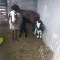 دو عدد میشو بره قیمت دوتا میش باهم  ۵۲ ملیون