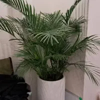 کلیه خدمات باغچه تعویض خاک گل گلکاری باغچه هرس|خدمات باغبانی و درختکاری|تهران, پاسداران|دیوار