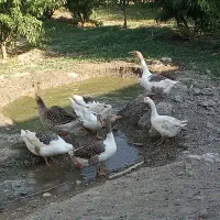 غاز معمولی