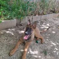 سگ مالینویز اصل