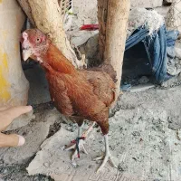 مرغ لاری