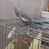 عروس هلندی سرلاکی|پرنده|قم, سید معصوم|دیوار