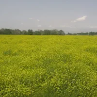 زمین-فروشی
