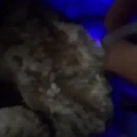 فروش شنگ های قیمتی خواص