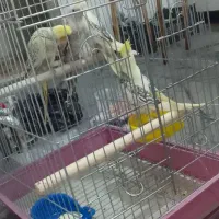 عروس هلندی|پرنده|بندر امام خمینی, |دیوار