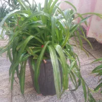 گل طبیعی آلوئه ورا وگل گندمی وسانسوریا|گل و گیاه طبیعی|تبریز, |دیوار