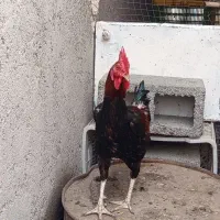 مرغ و خروس|حیوانات مزرعه|رودان, |دیوار