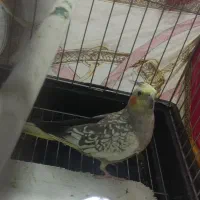 عروس هلندی گلباقالی|پرنده|بهارستان, |دیوار