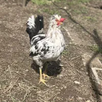 نیمچه خروس گلین پنگوئنی