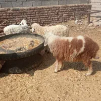 بره ماده چاق