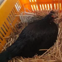 تخم مرغ محلی نطفه دار اصل کرچ شو