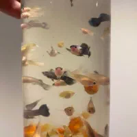 گوپی پیش مولد