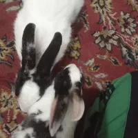 خرگوش