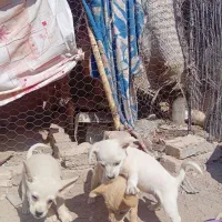 سگ پا کوتاه