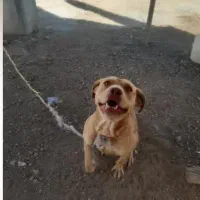 سگ پیت بول نر