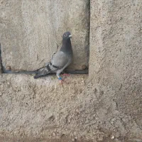 سبز هیچ پر