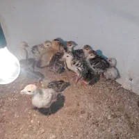 جوجه بوقلمون و اردک