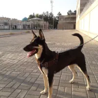 سگ ژرمن بلک