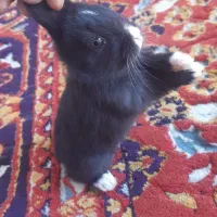 بچه خرگوش