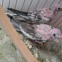 جوجه وایت فیس