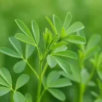 یونجه ب مقدار یک تن